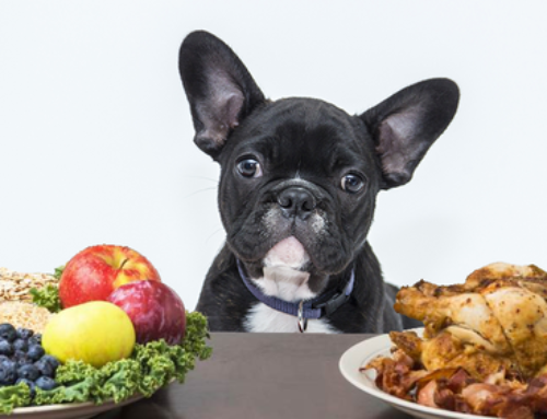 Guide to Providing Optimal Nutrition for your French Bulldog