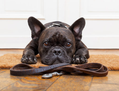 Simple Training Tips For Your Frenchie’s Behavioral Issues